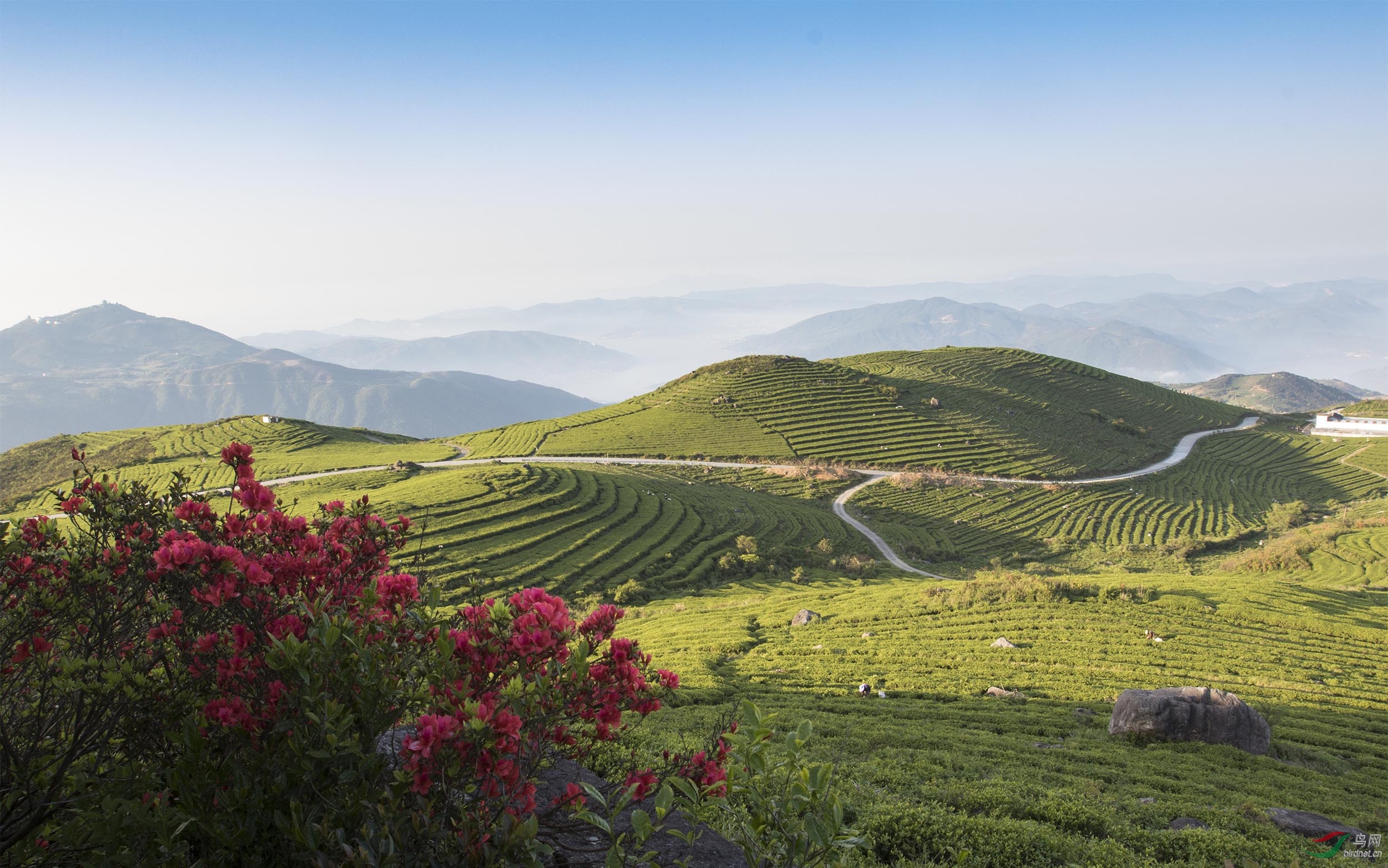 春到茶山