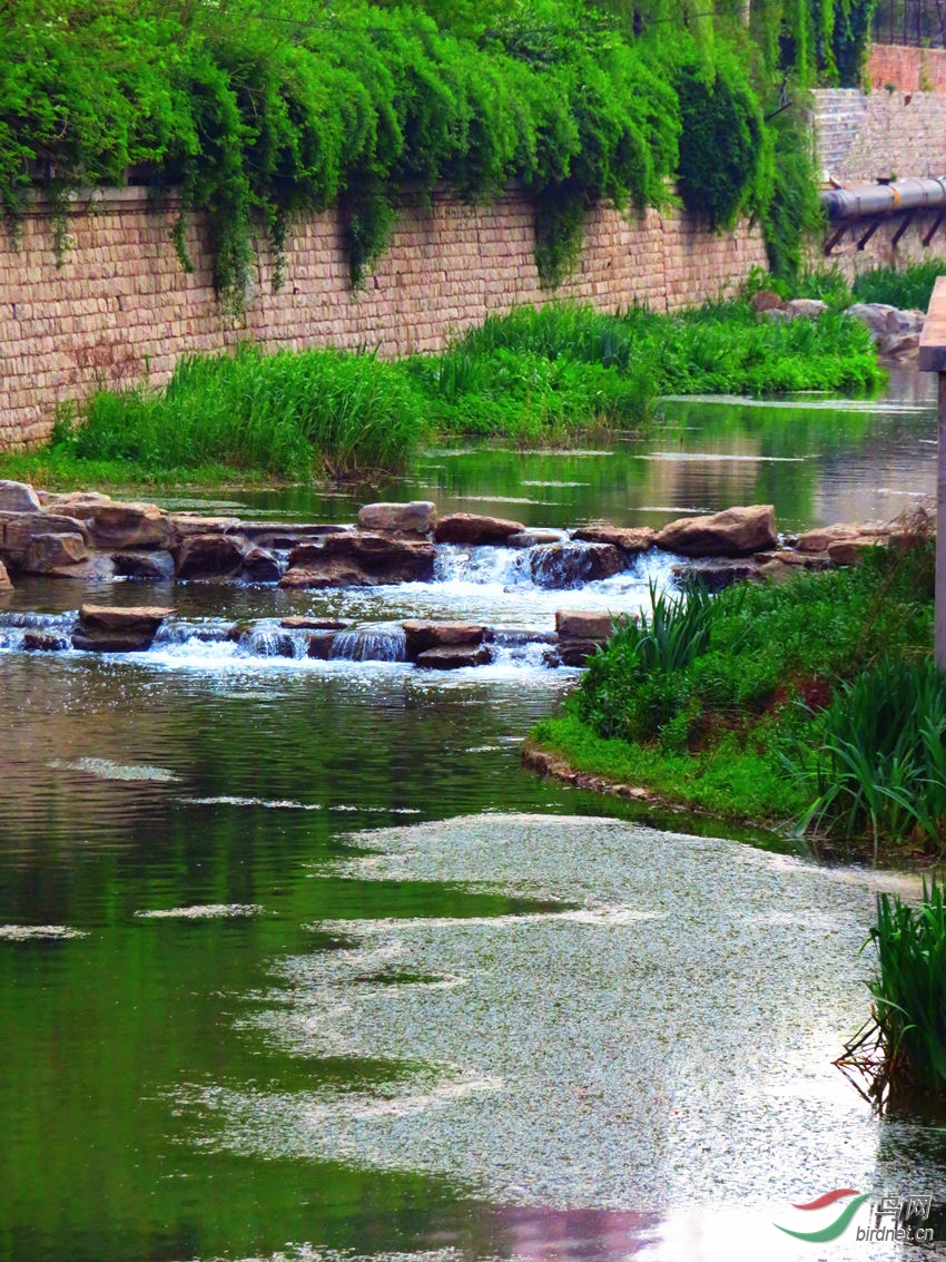 济南城中的小河