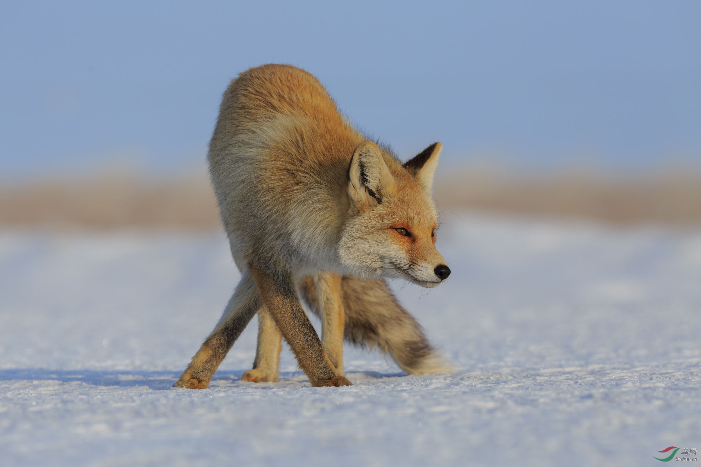 红褐色赤狐-147图片