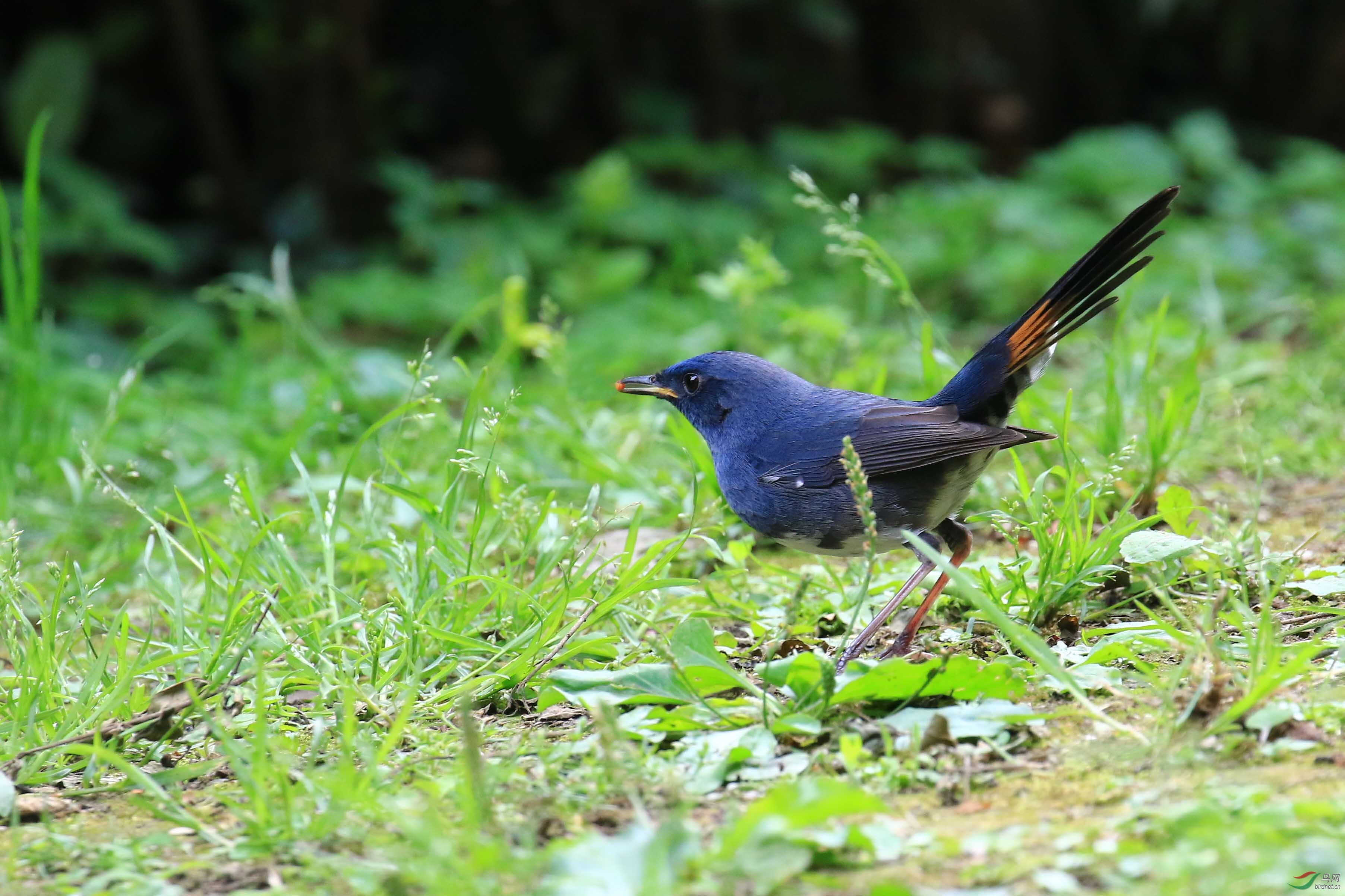 草地上的白腹短翅鸲