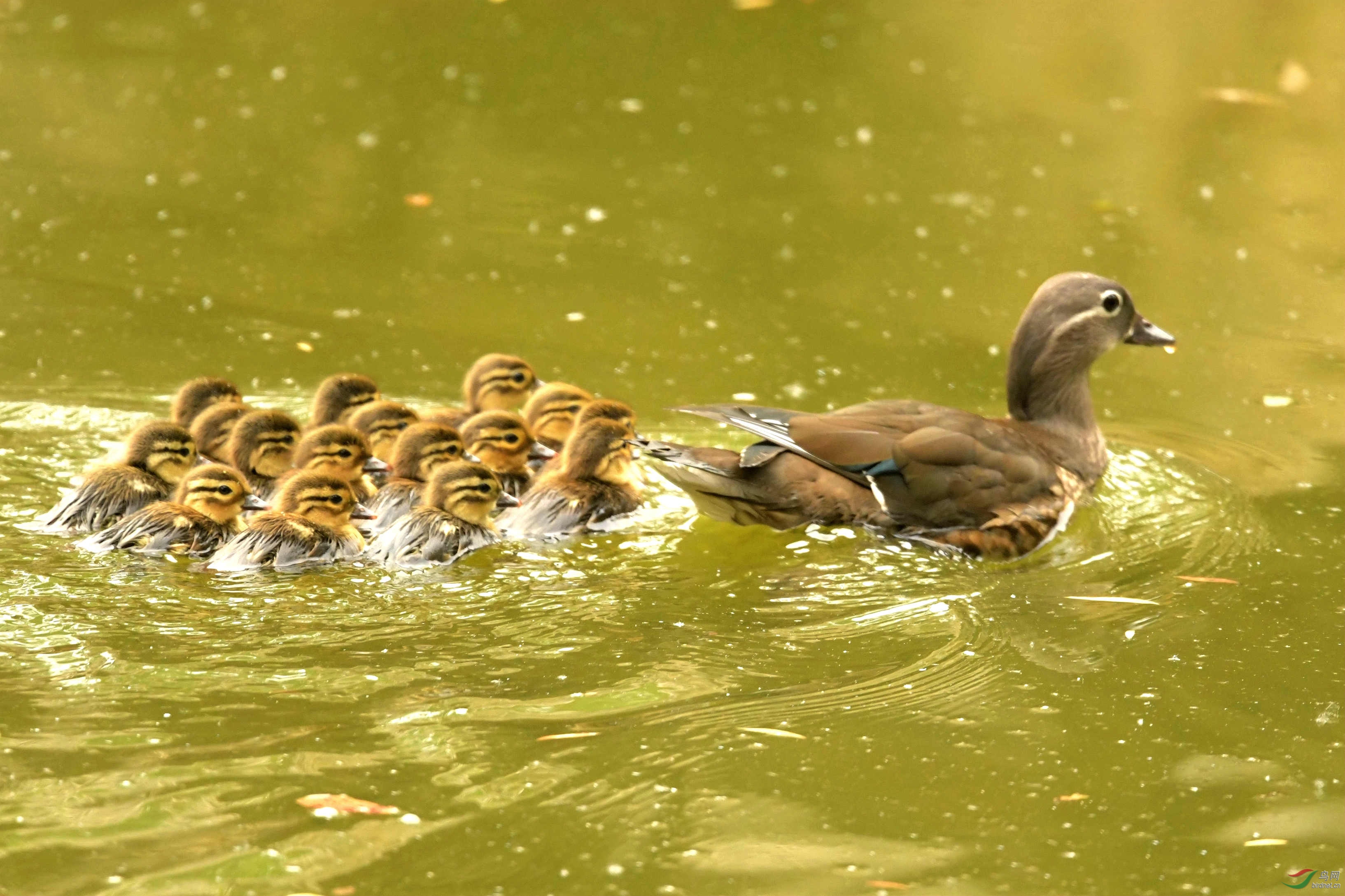 鸳鸯妈妈和它的16个宝宝