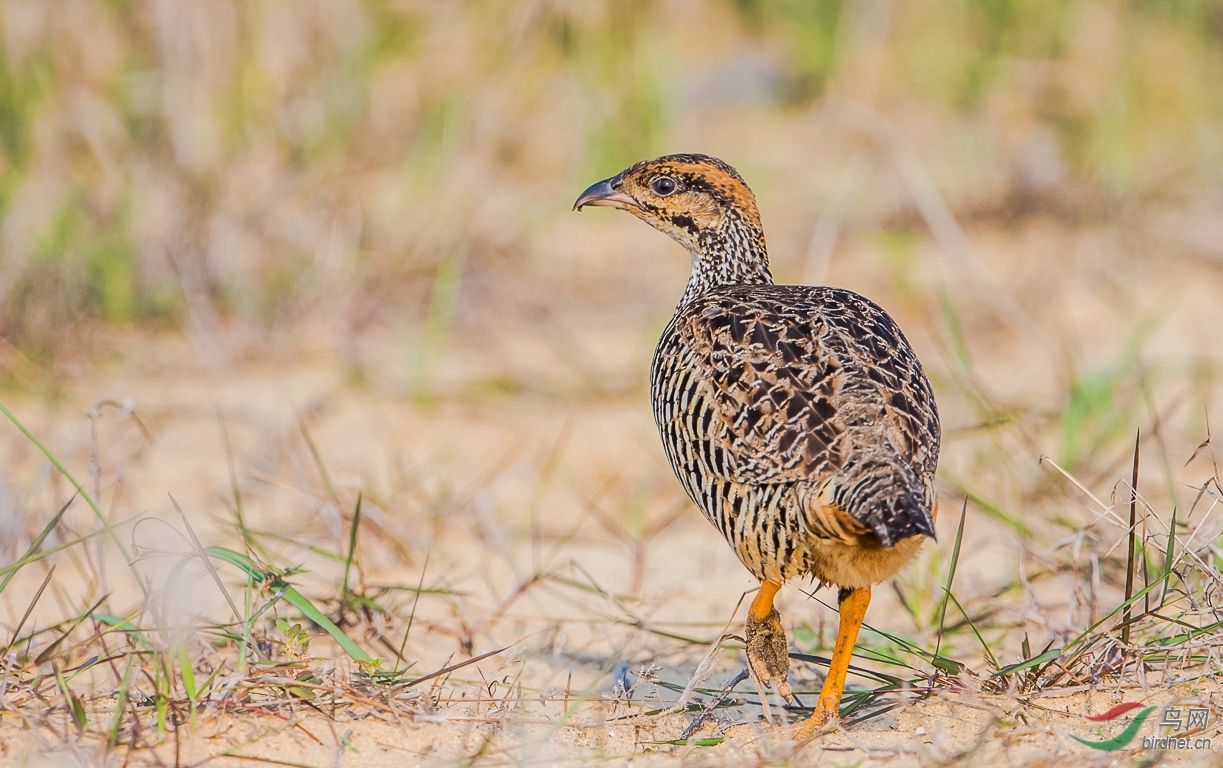 中华鹧鸪(2017#006) - 广东版 guangdong 鸟网