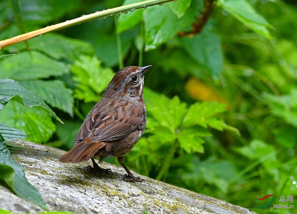 请问鸟名拍摄于加拿大温哥华