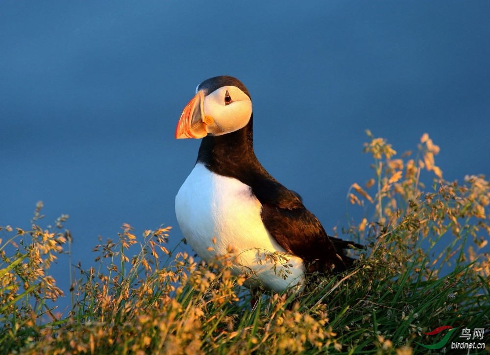[水鸟] (北极海鹦)标准照--海鹦鹉(祝贺荣获首页精华)