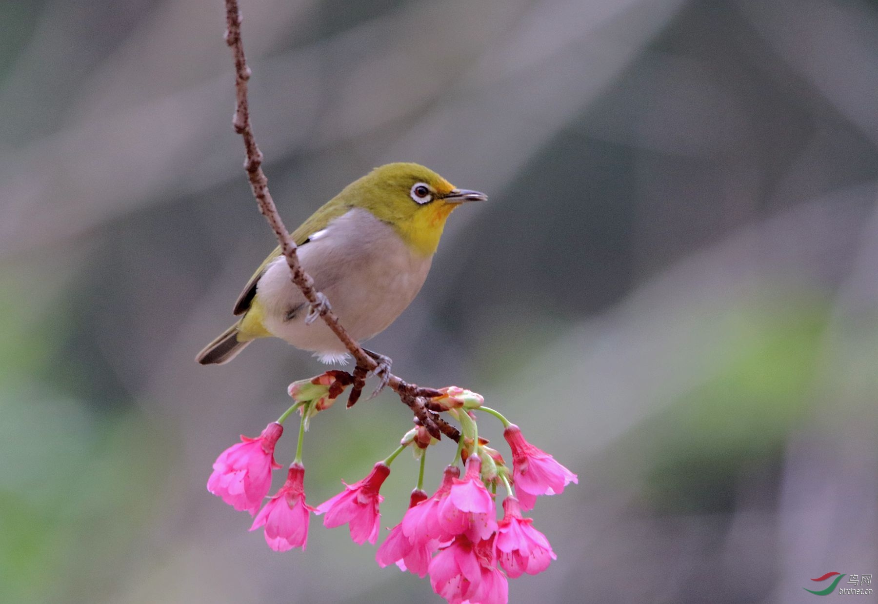 樱花绣眼鸟