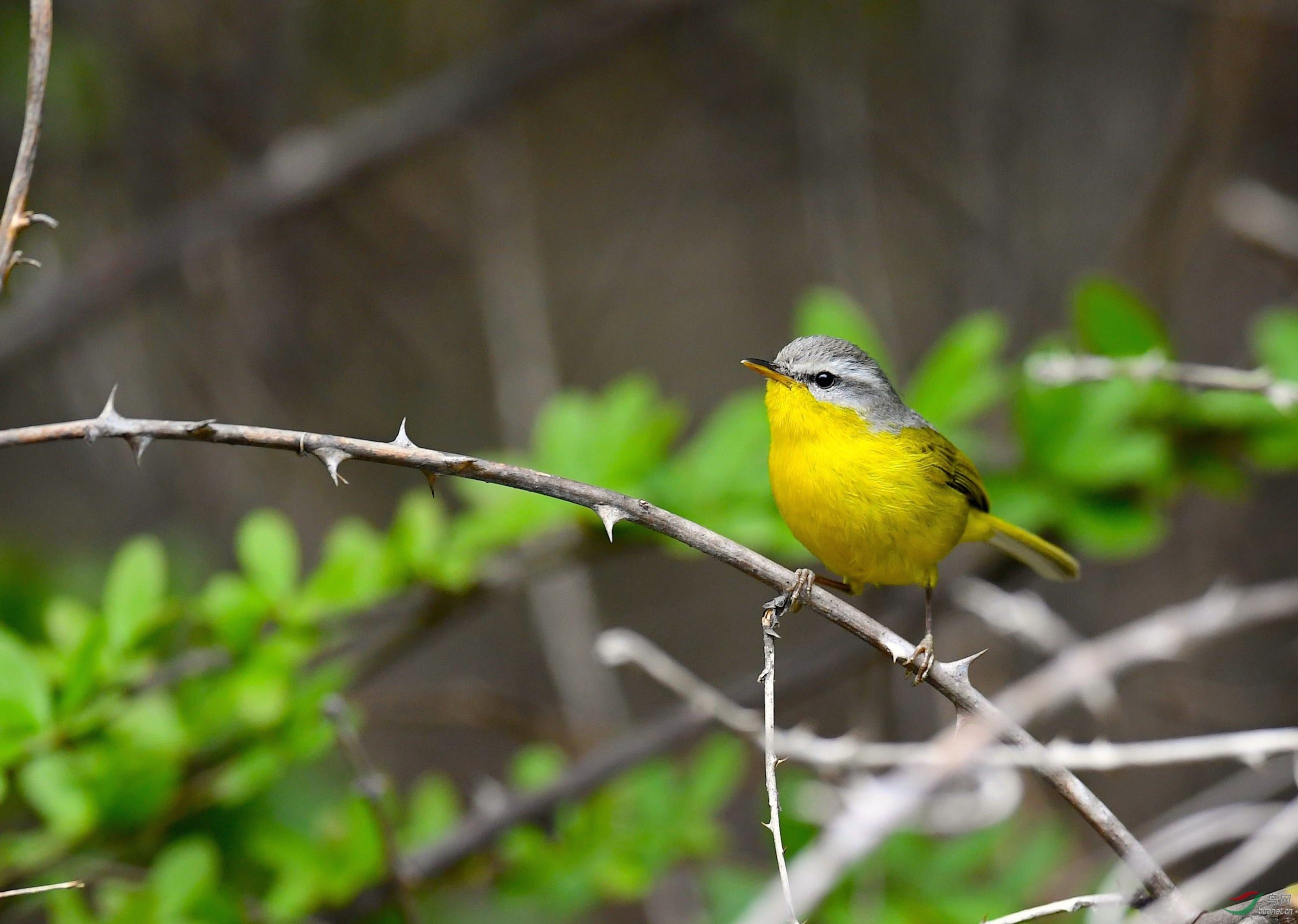 DSC_7380_����11.jpg