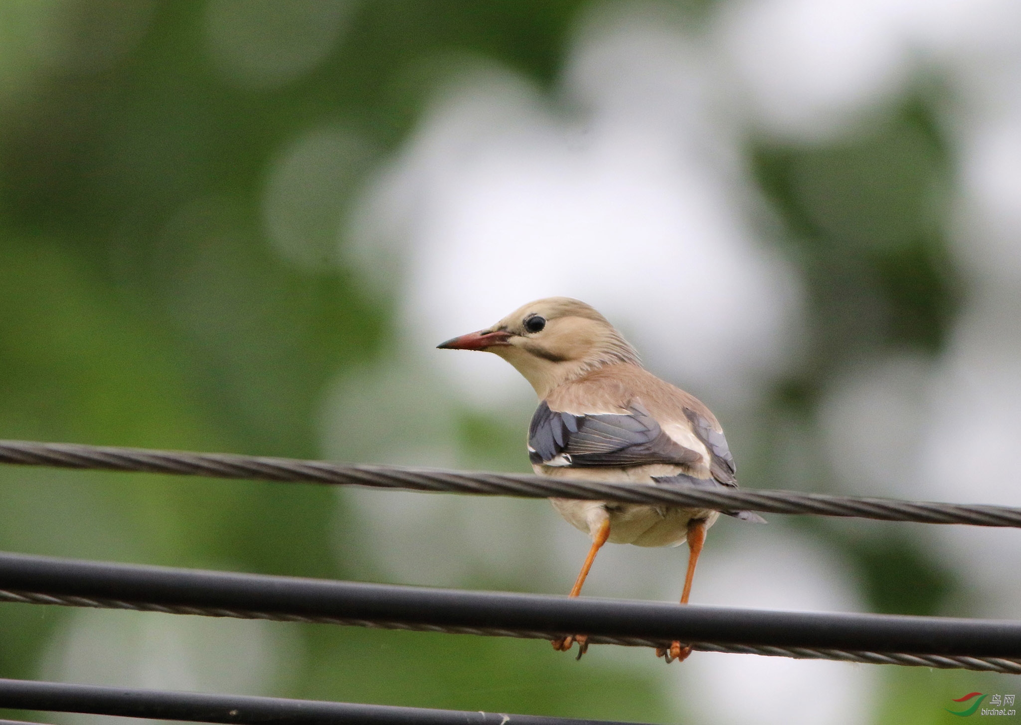 飞到头顶上的两只丝光掠鸟应该是一雌一雄