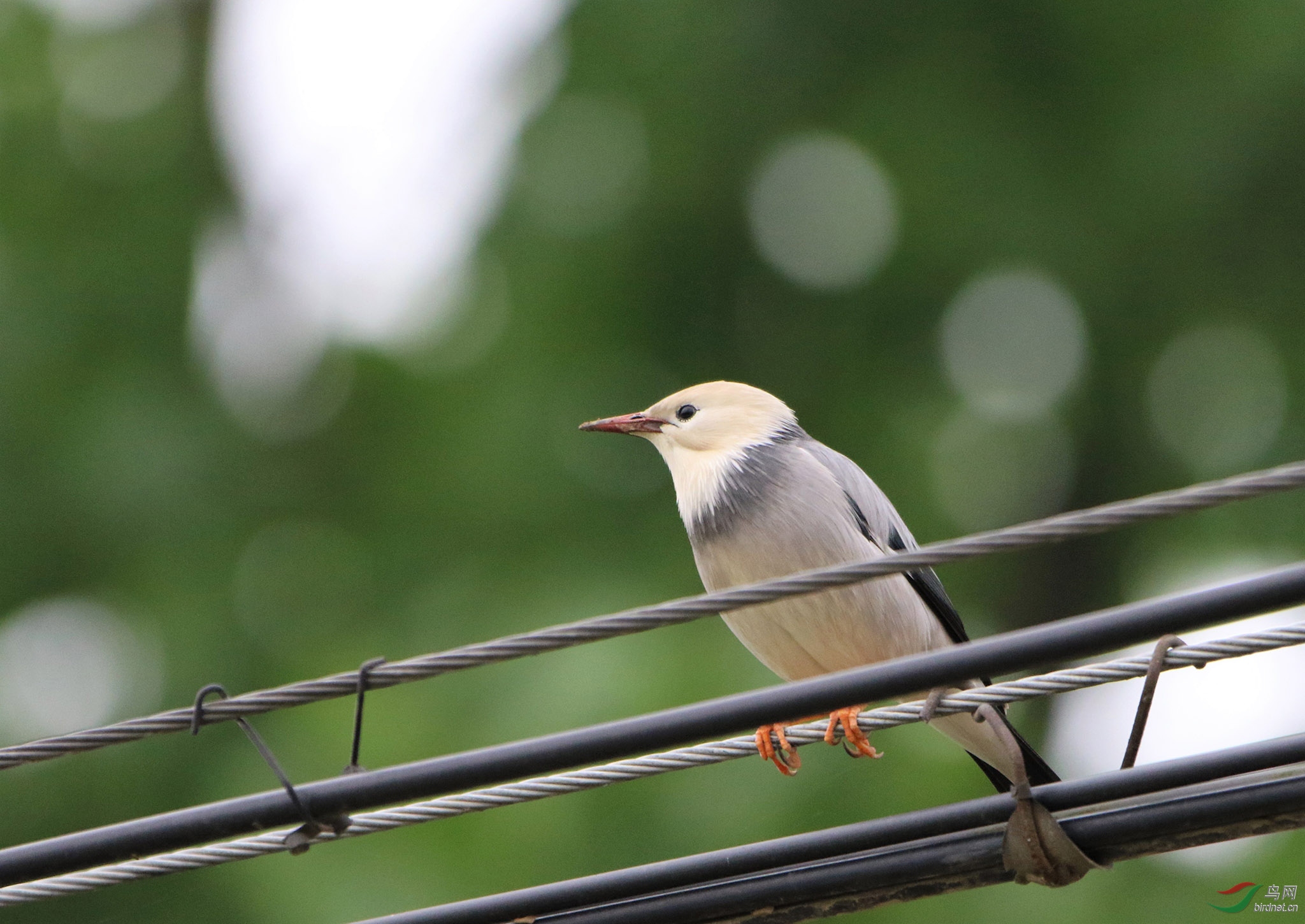 飞到头顶上的两只丝光掠鸟应该是一雌一雄