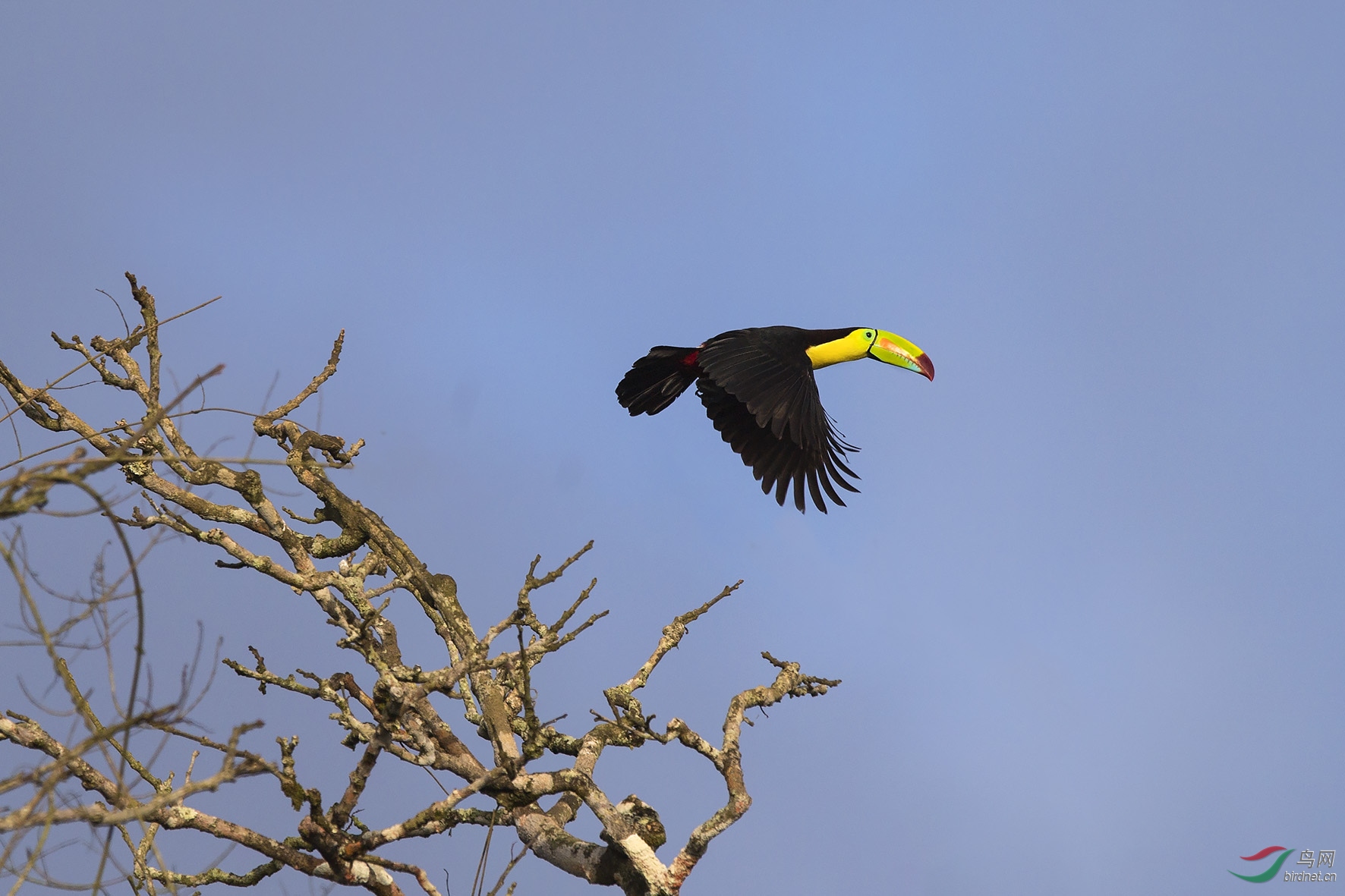 飞行的厚嘴巨嘴鸟