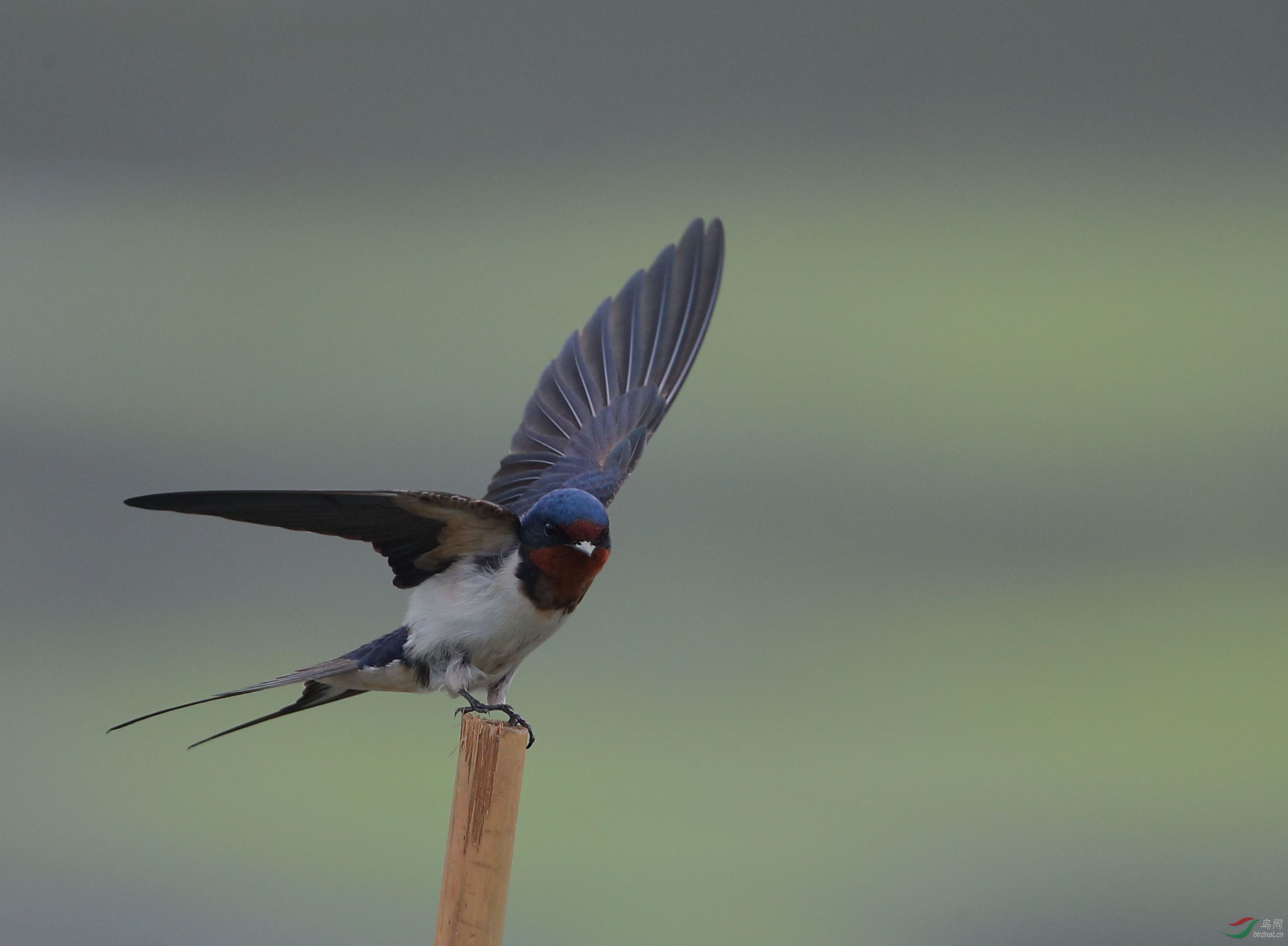 [林鸟] 展翅----家燕