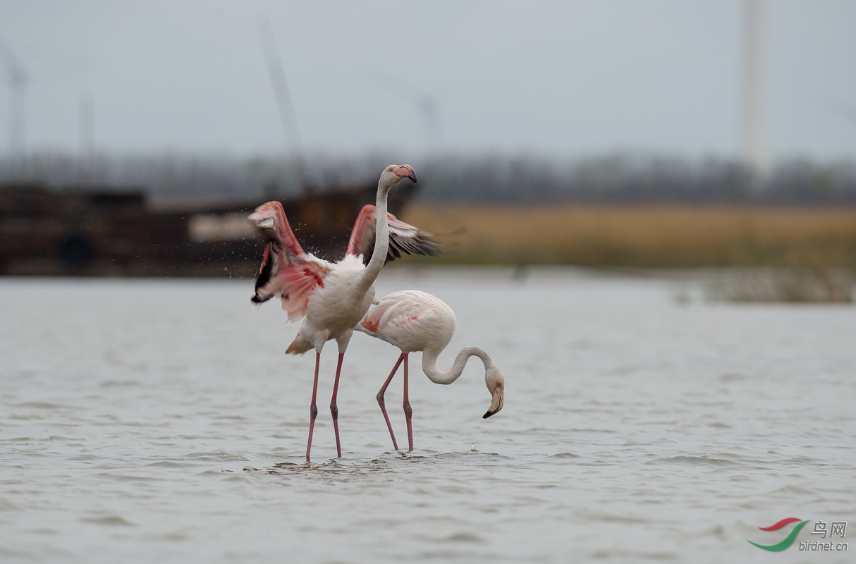 远方的客鸟【大红鹳】