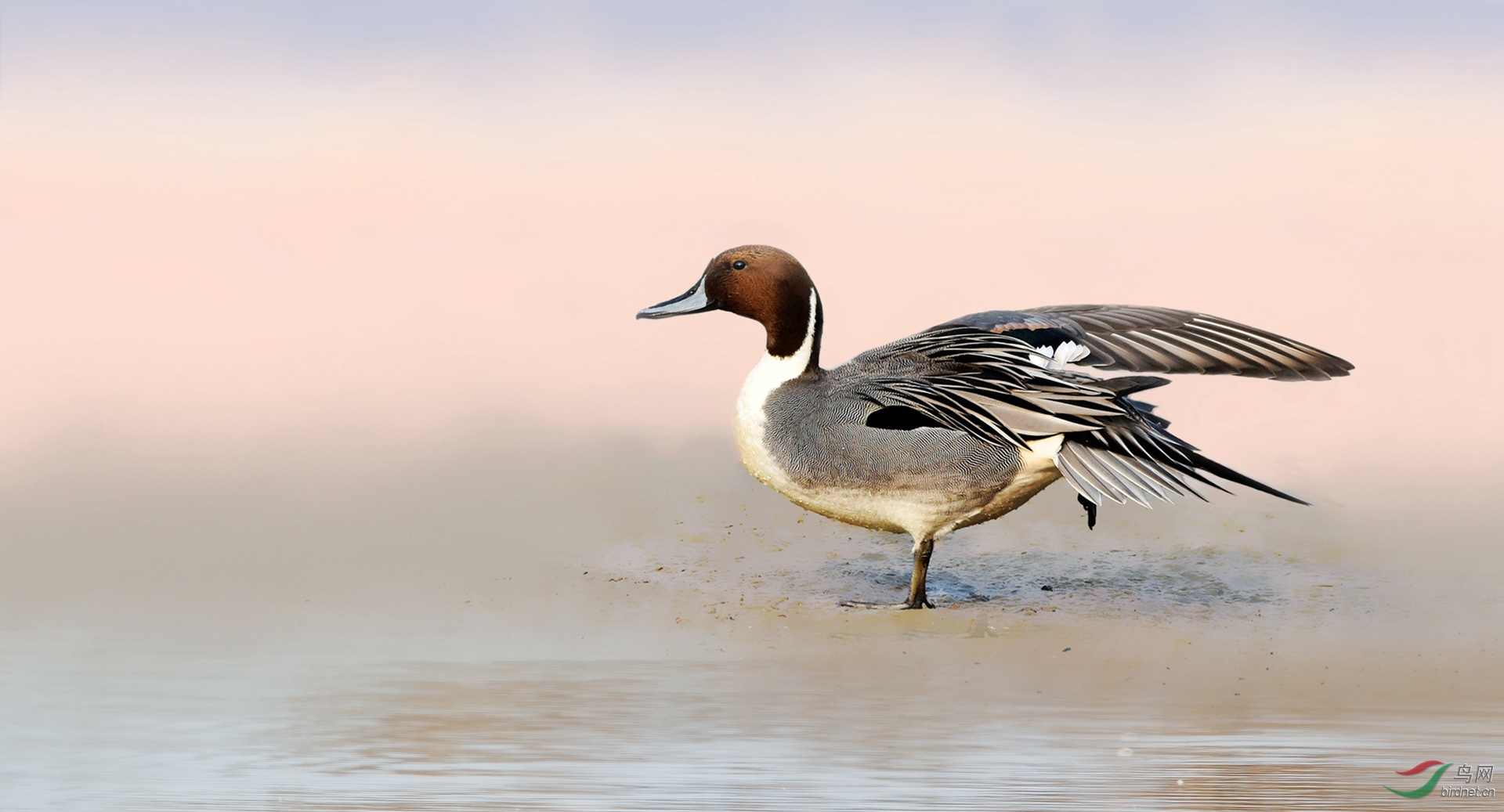 晨曦中的针尾雄鸭