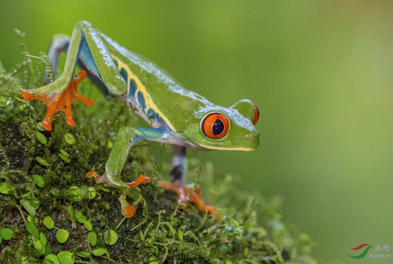 红眼叶蛙《荣获首页精华》