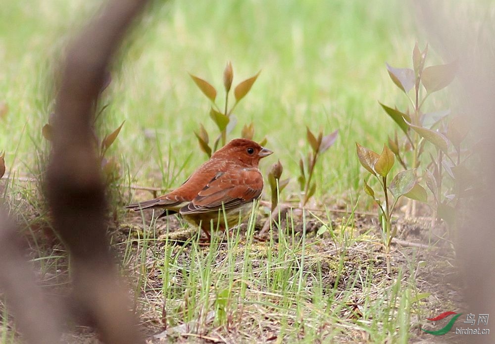 牡丹江首现栗鹀大红袍