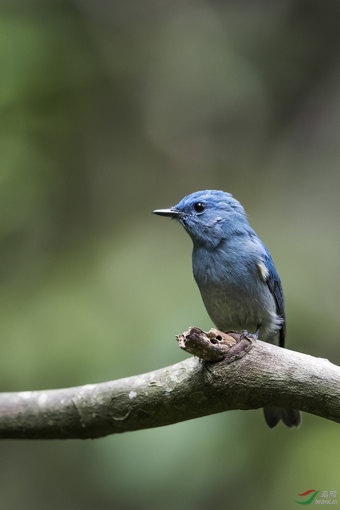 习作组照憨态小蓝雀上传交流学习谢谢