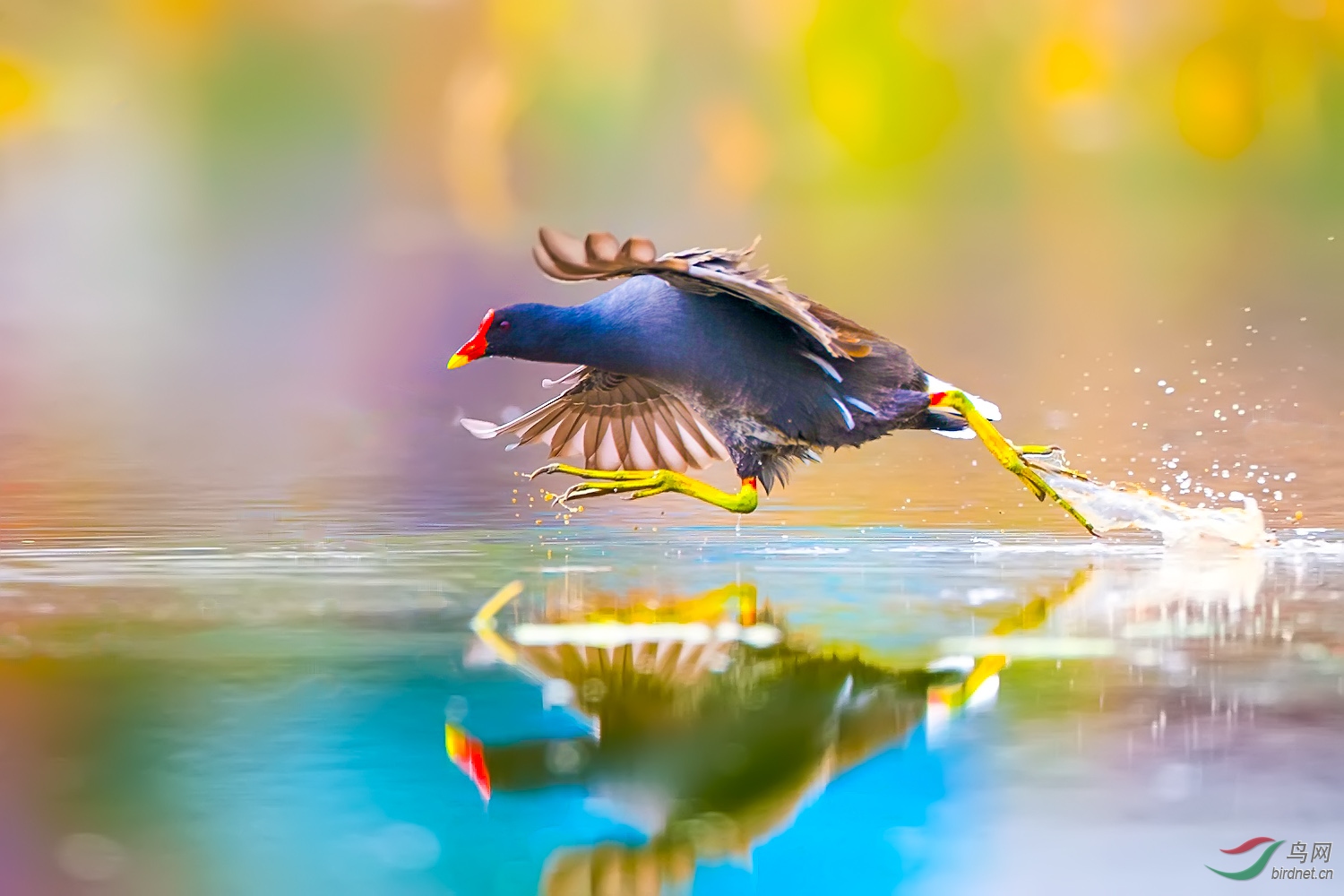 黑水鸡之一路狂奔