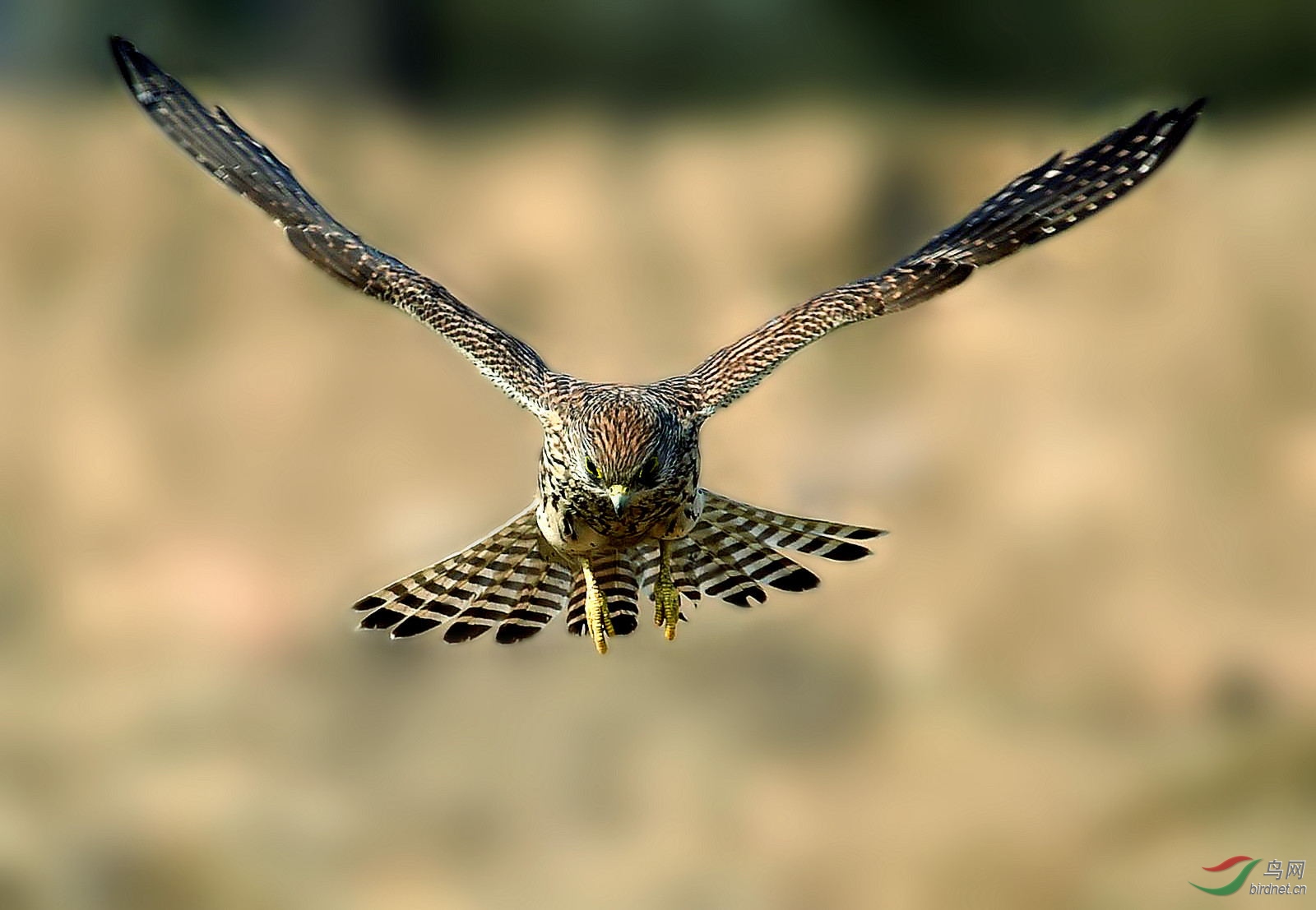 俯冲的意思(俯冲的意思解释一下)