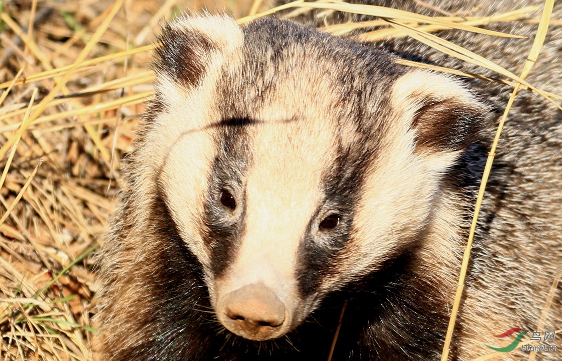 狗獾清晨觅食忙