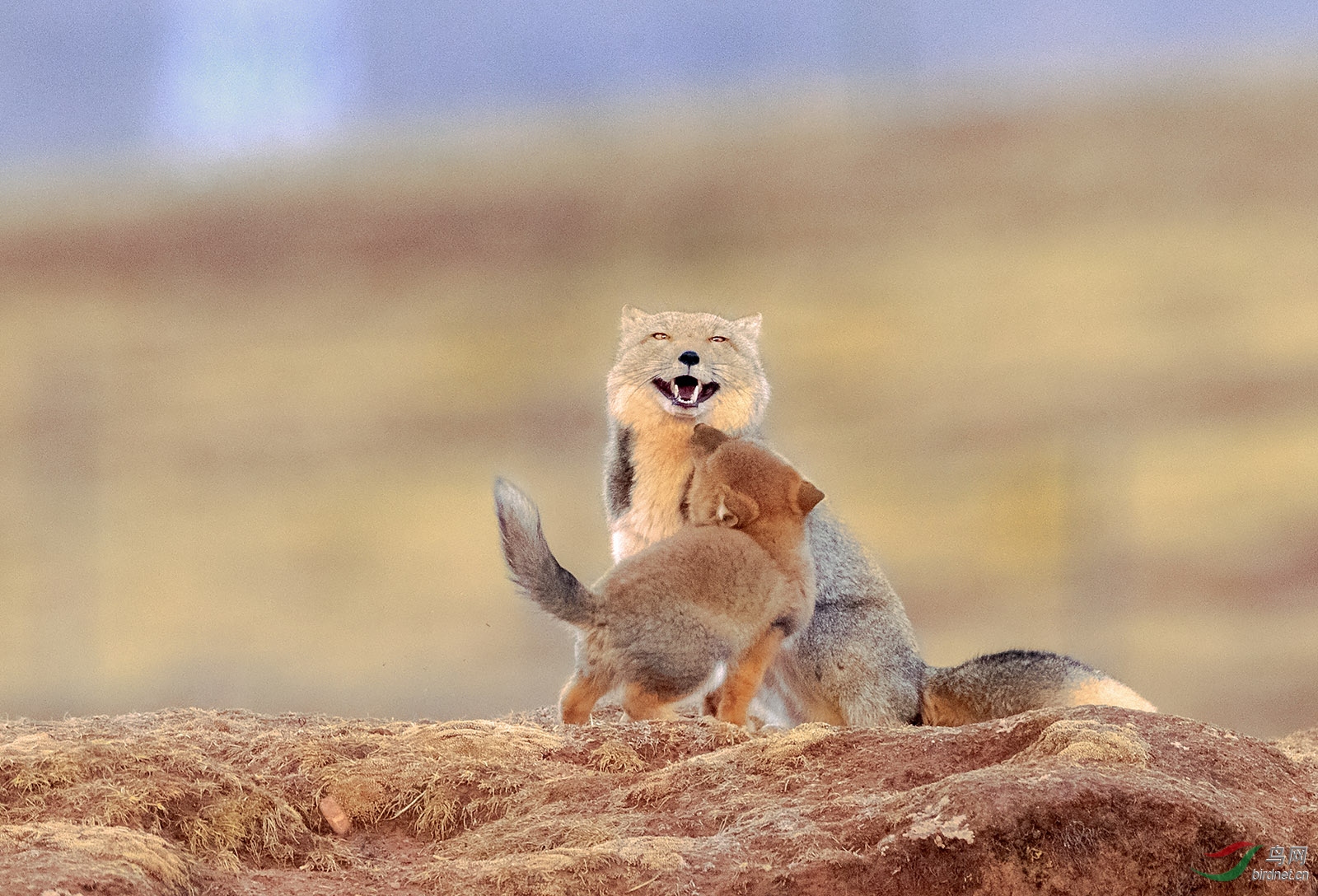 狐狸藏贺获首页精华