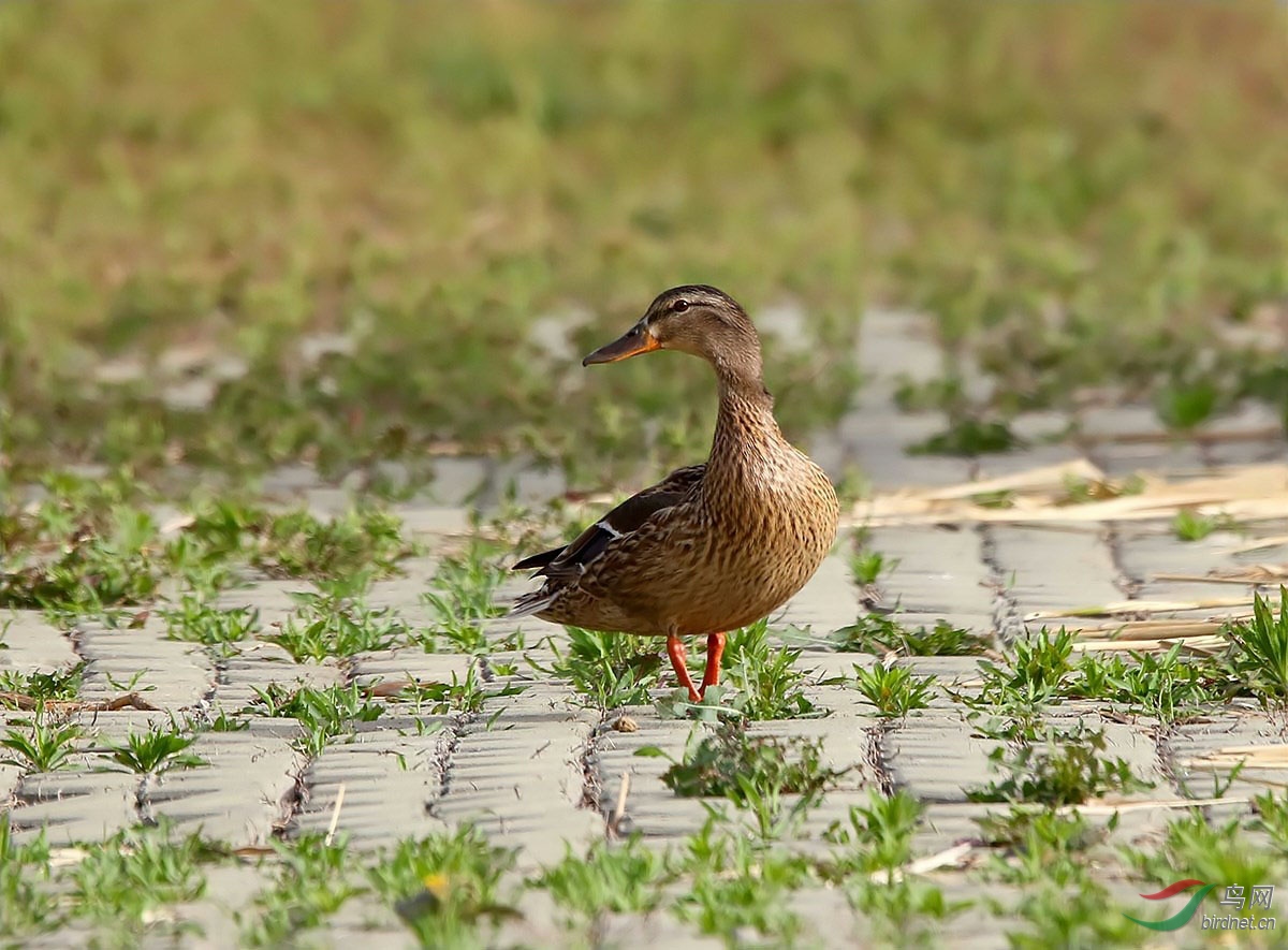 近拍绿头鸭雌鸟