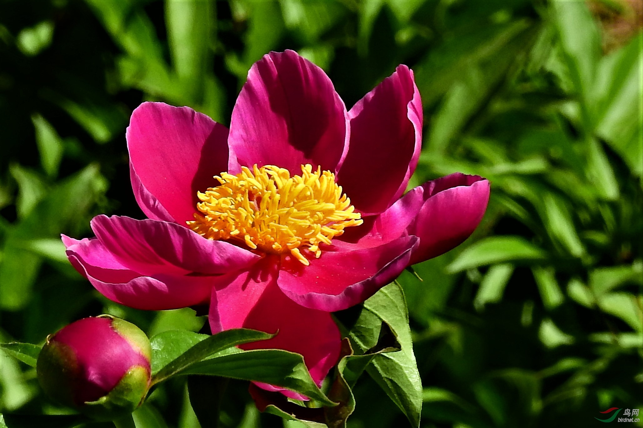 芍药