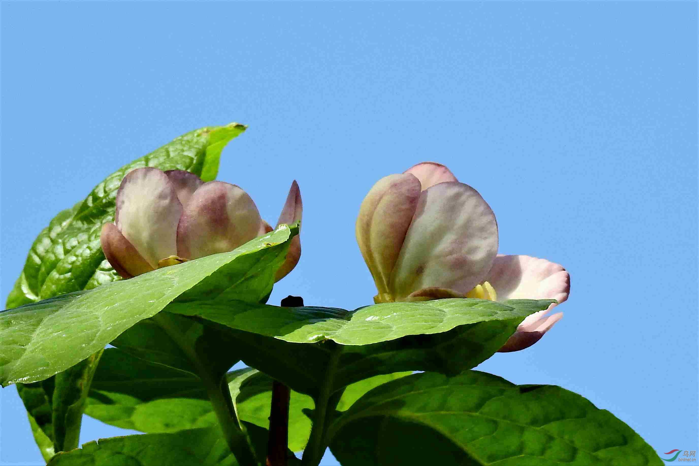 夏腊梅