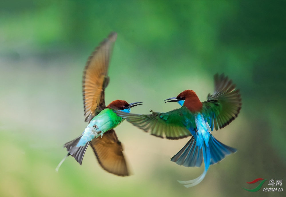 传说中的比翼鸟