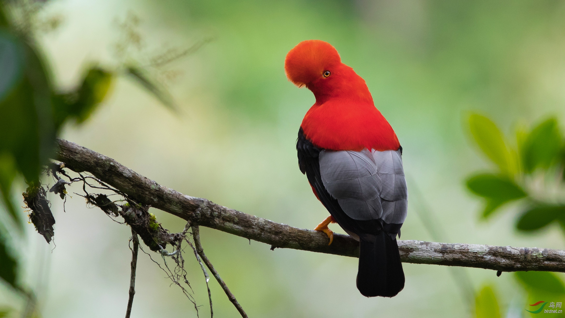 安第斯动冠伞鸟安第斯冠伞鸟贺获每日精华