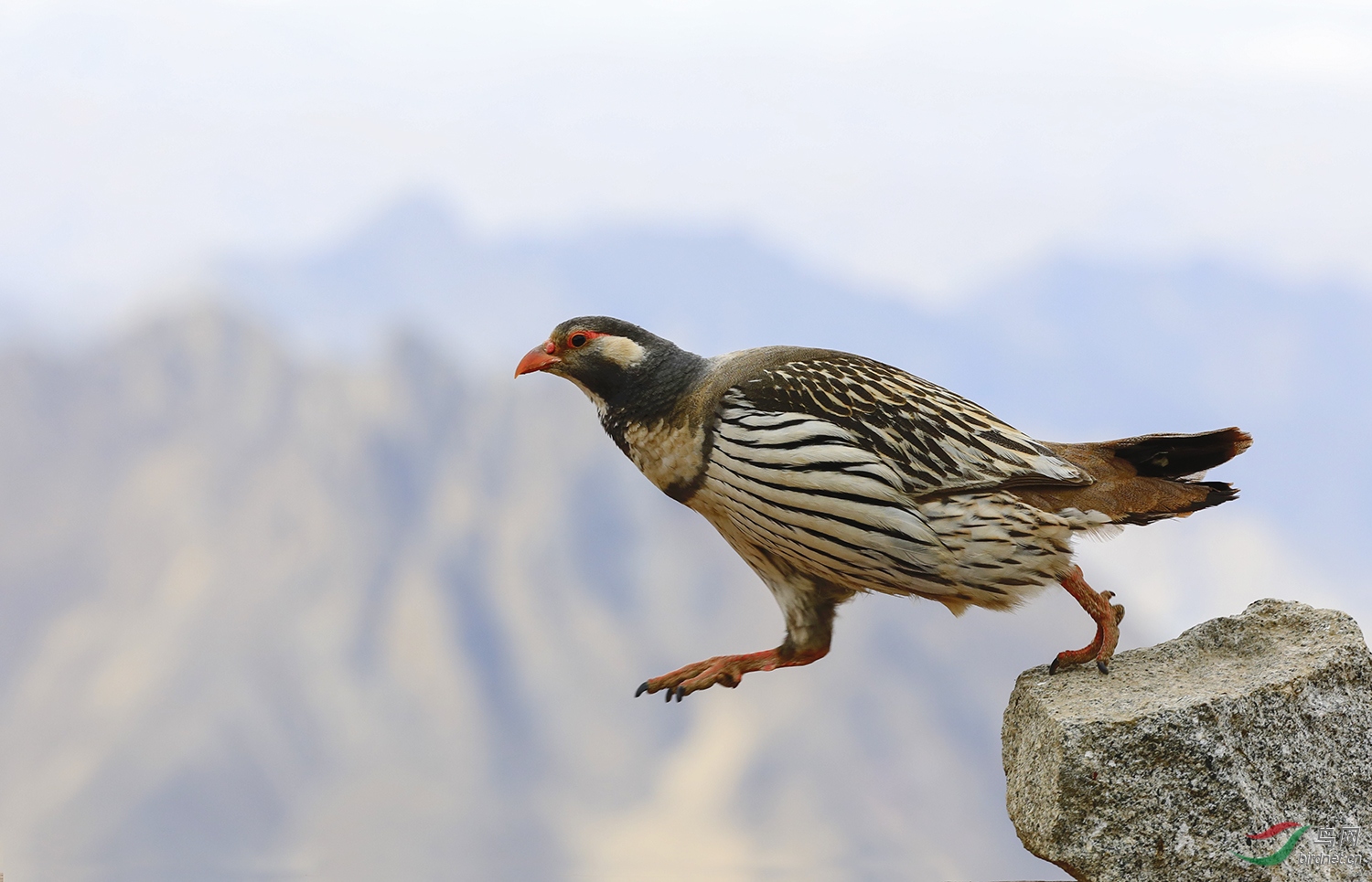 (藏雪鸡)鸟友们周日快乐!(祝贺荣获首页精华)