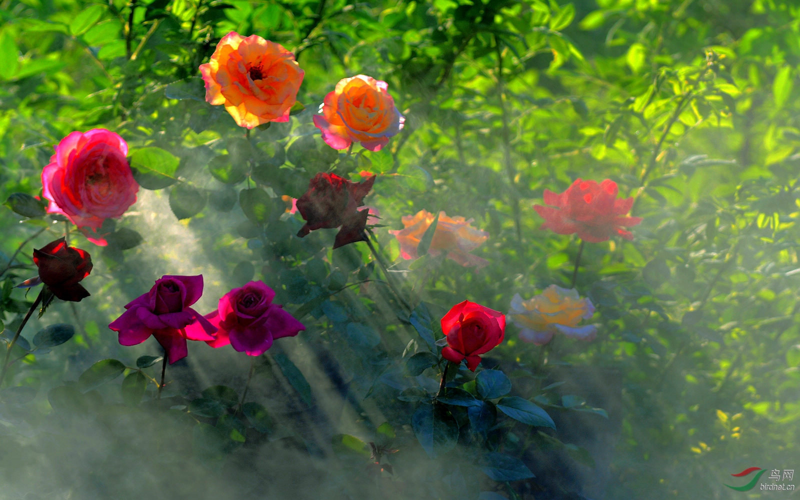 雾中月季花