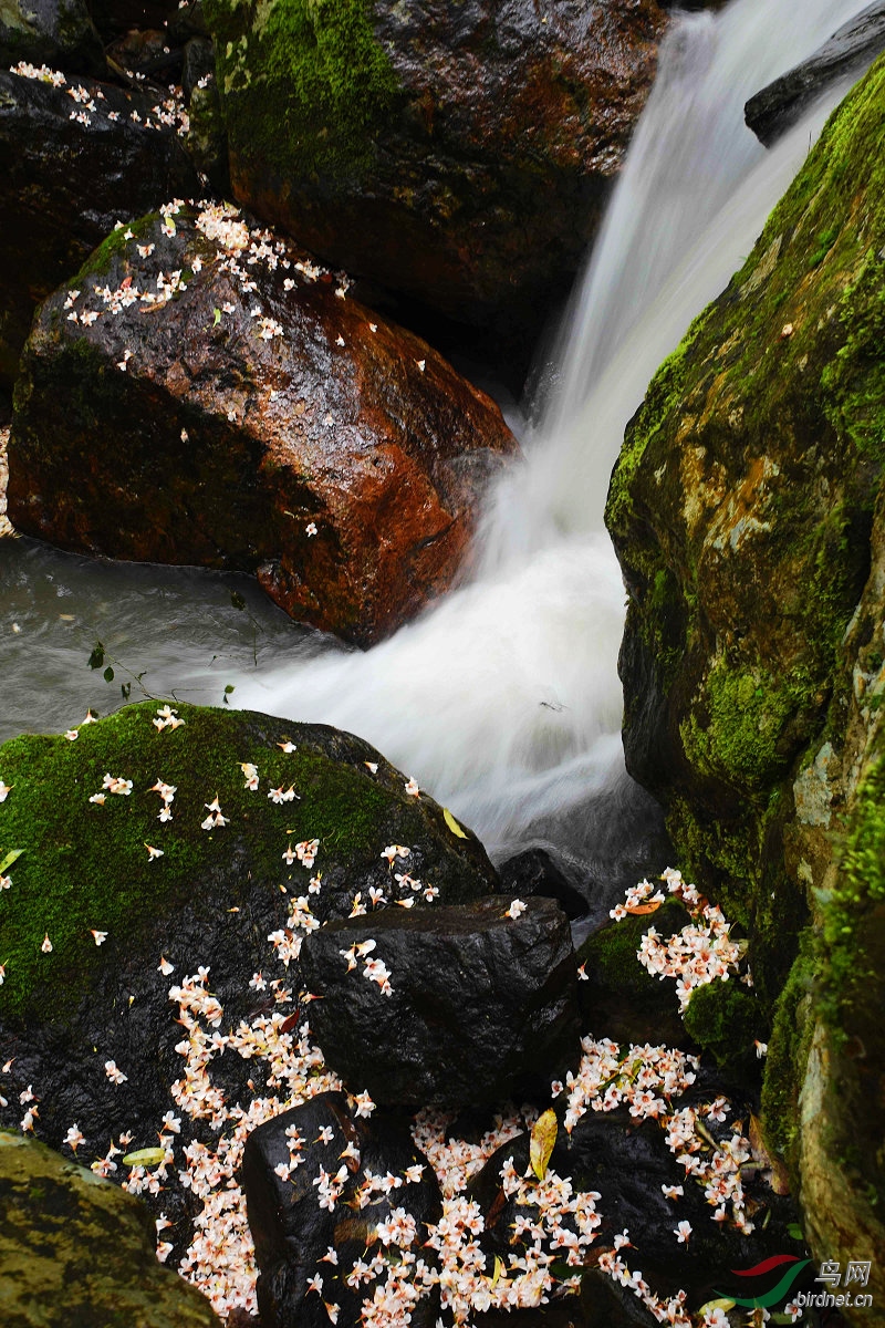 落花流水