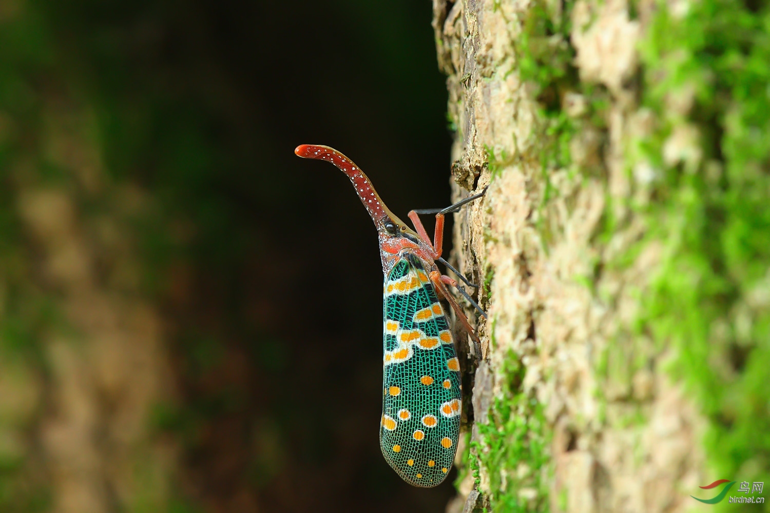 长鼻蜡蝉俗称龙眼鸡拍鸟的副产品祝贺首页精华