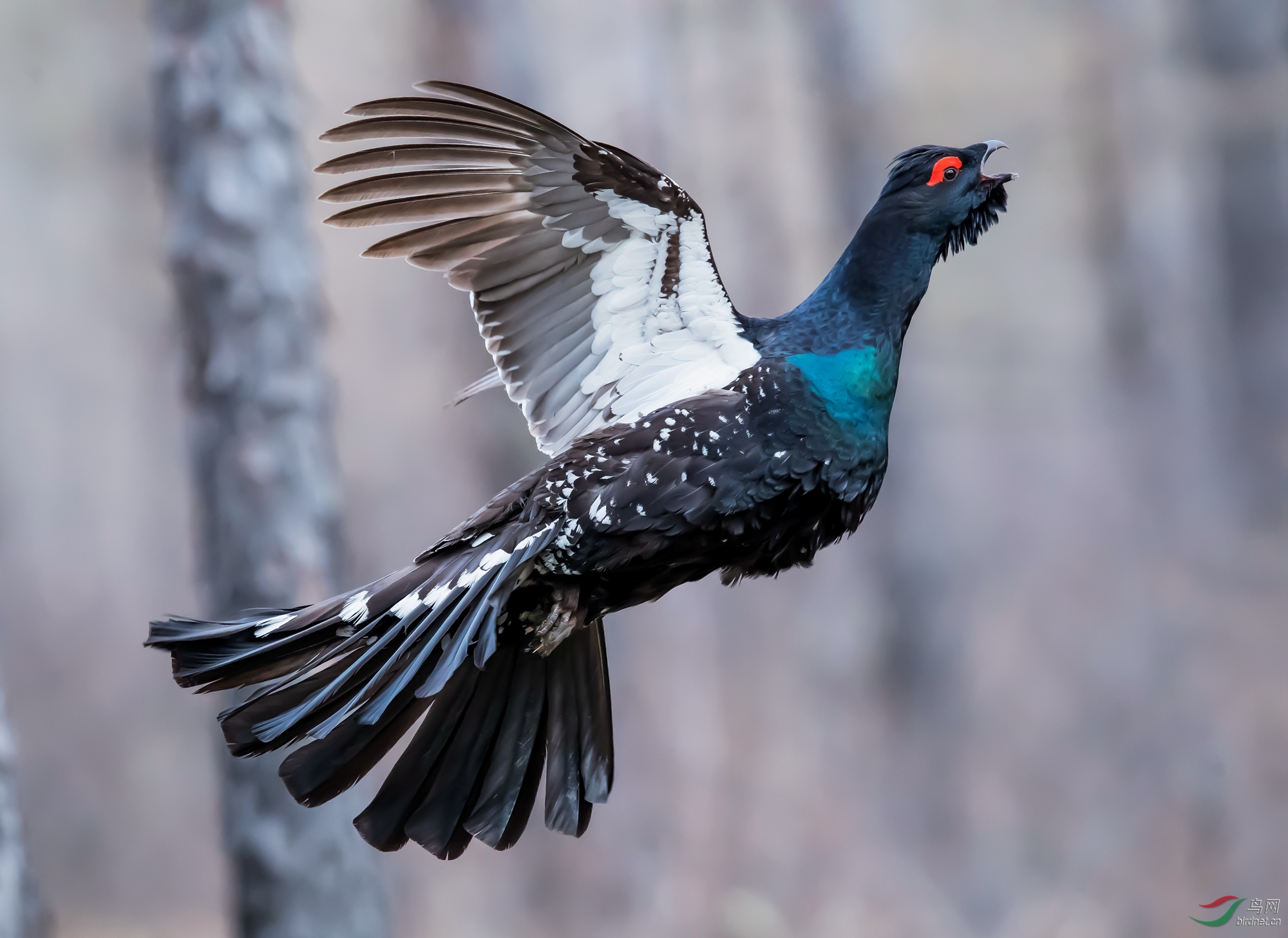 (黑嘴松鸡)黑嘴松鸡【祝贺荣获首页精华】