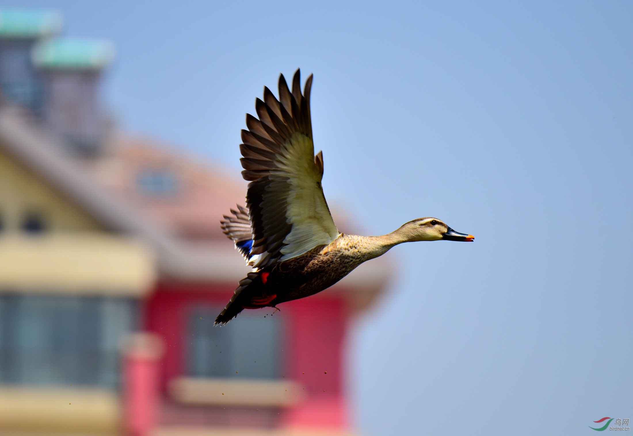 慢速抓拍起飞的斑嘴鸭