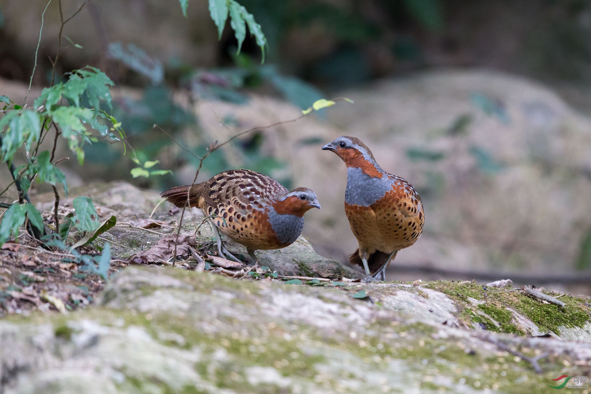 灰胸竹鸡7.jpg