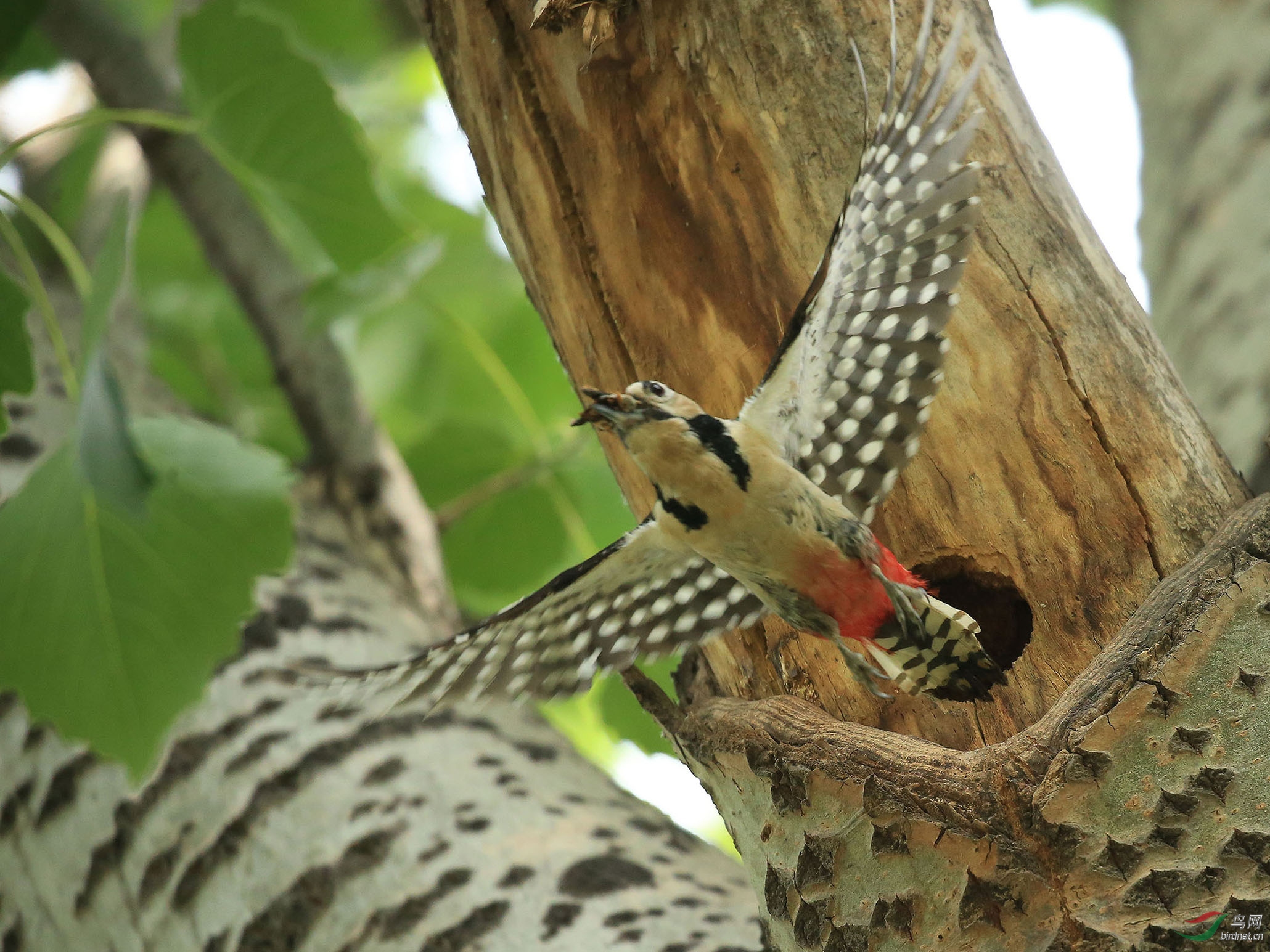 大斑啄木鸟忙喂雏农展