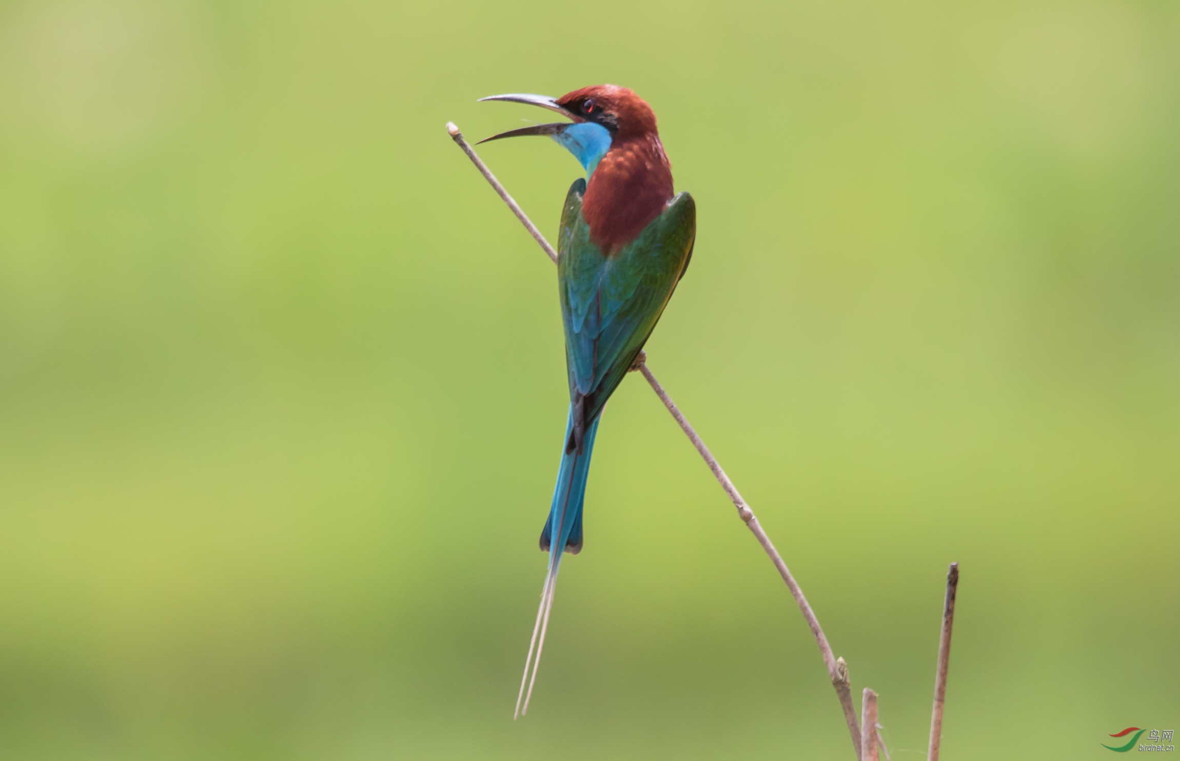 林鸟蓝喉蜂虎呼唤
