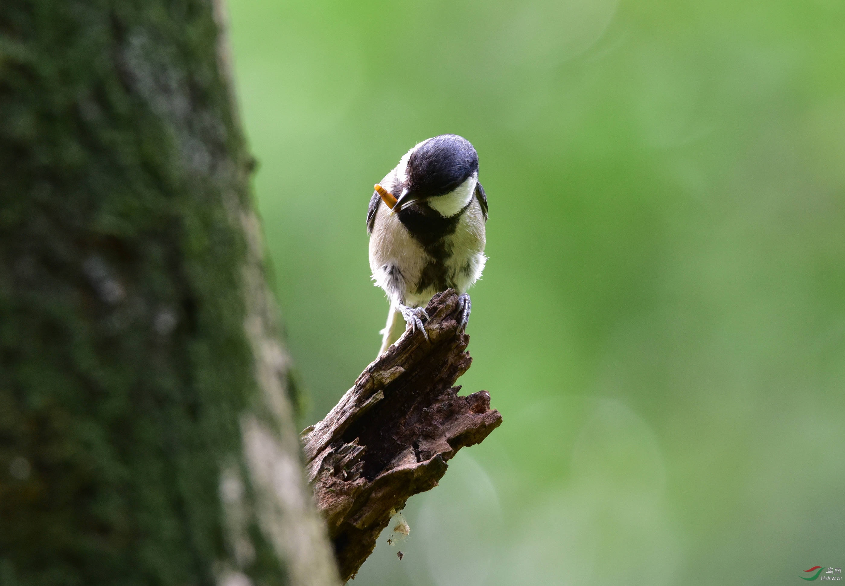 菜鸟拍鸟不识乌请问老鸟们这只什么鸟