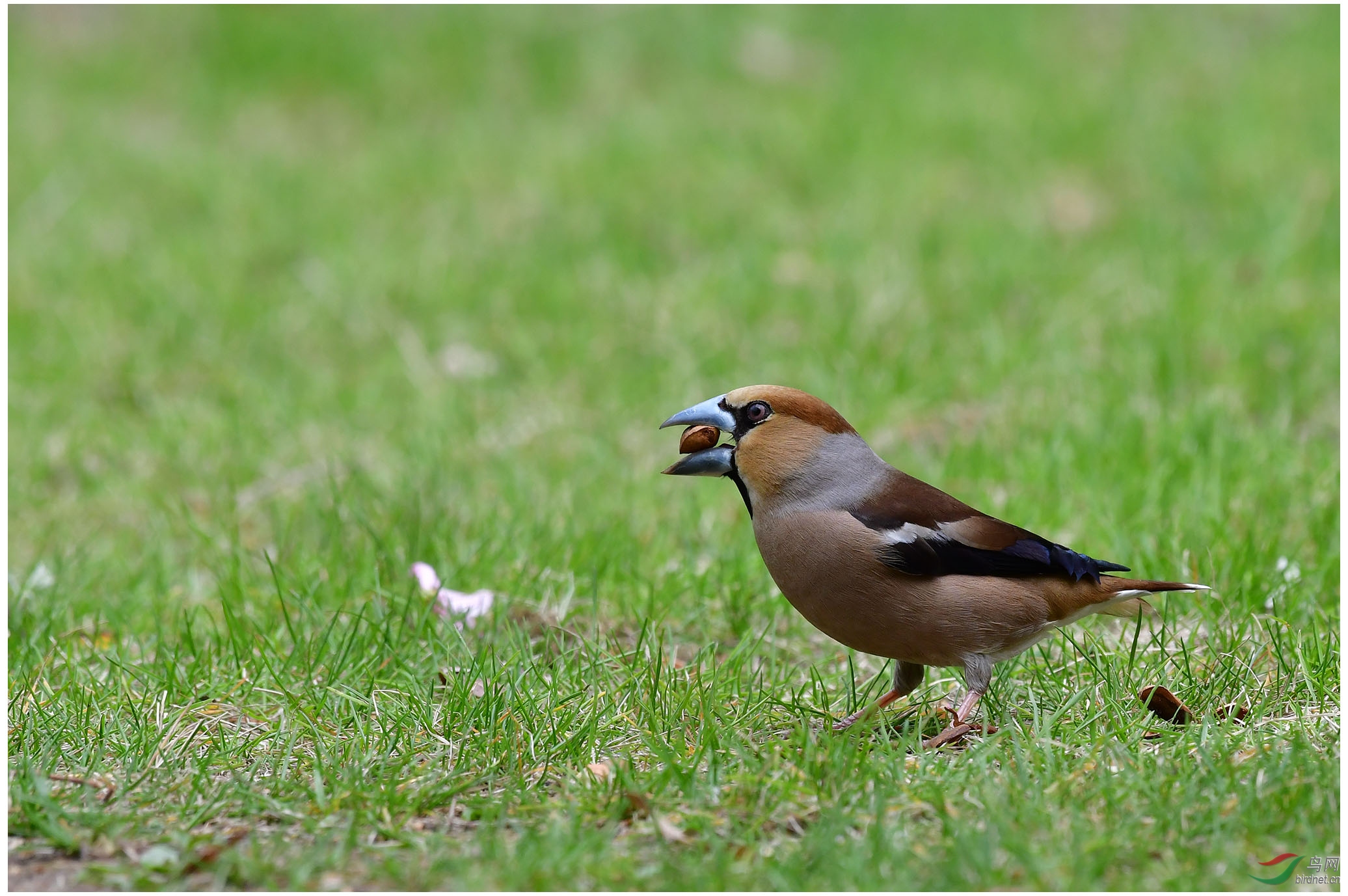 锡嘴雀嗑松子——铁嘴功