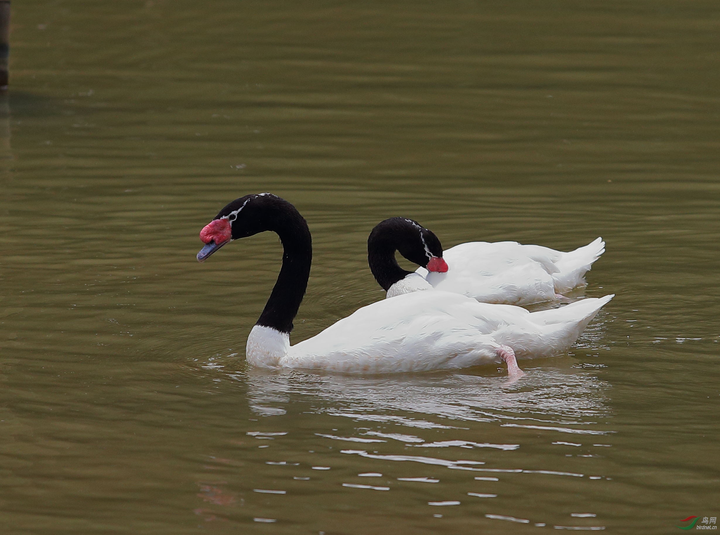 黑颈天鹅