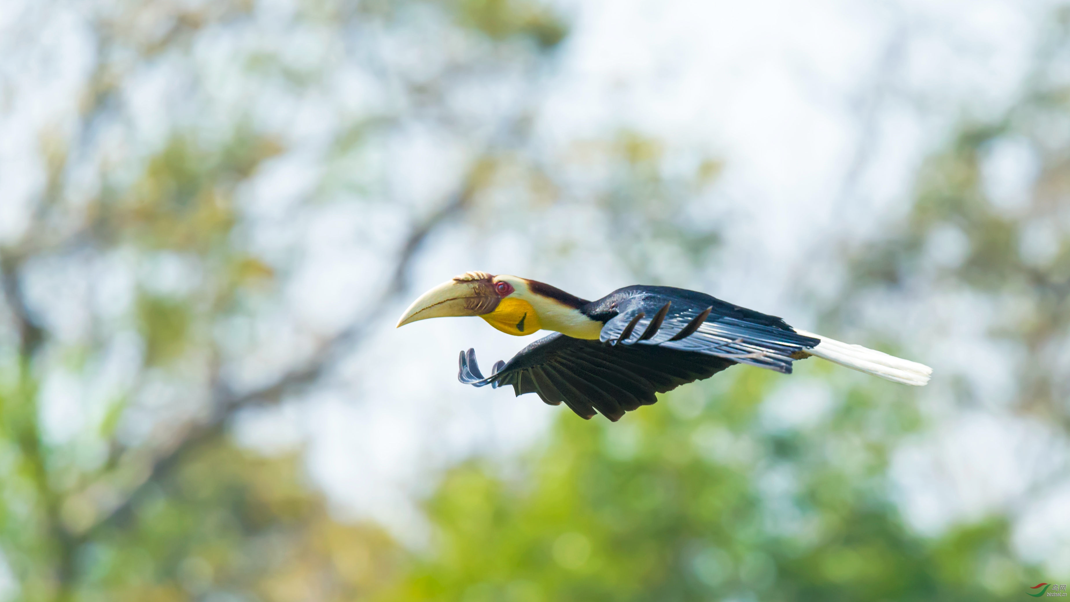 盈江记忆花冠皱盔犀鸟