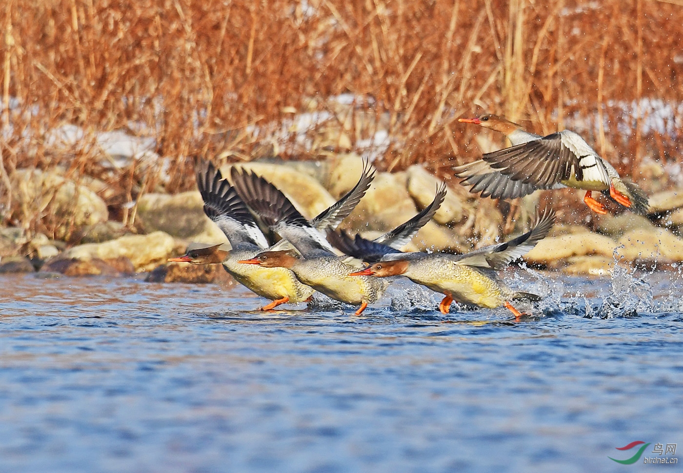辽宁版 liaoning 鸟网