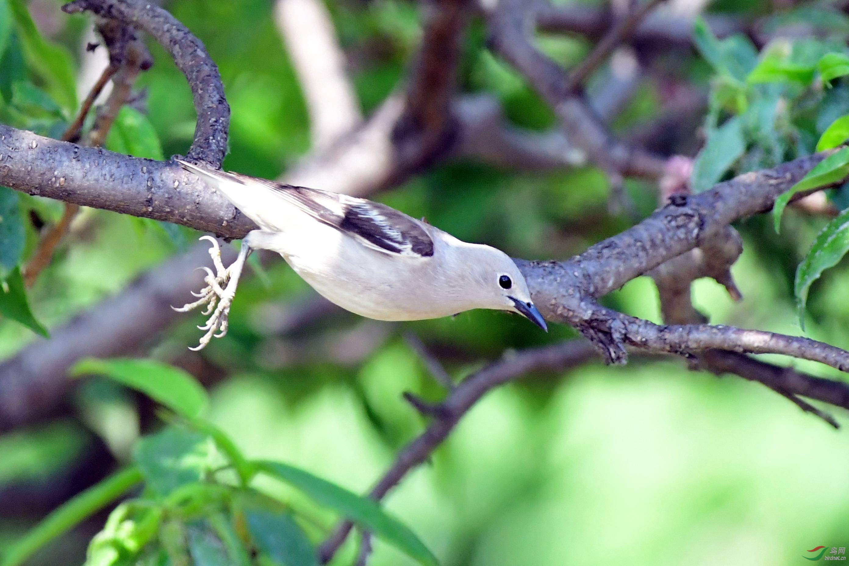 北椋鸟在玉渊潭偶然拍到