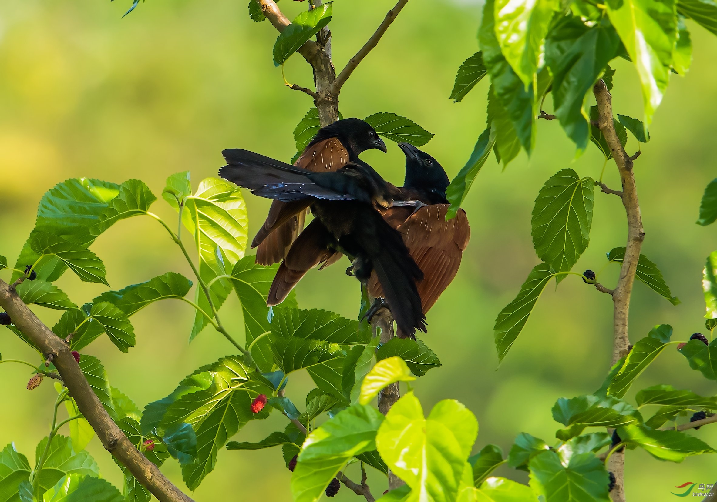 桑树上的那些事