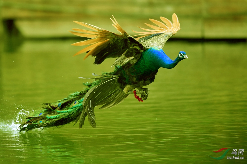[国内观鸟之旅] [林鸟] 西双版纳原始森林--飞舞的孔雀