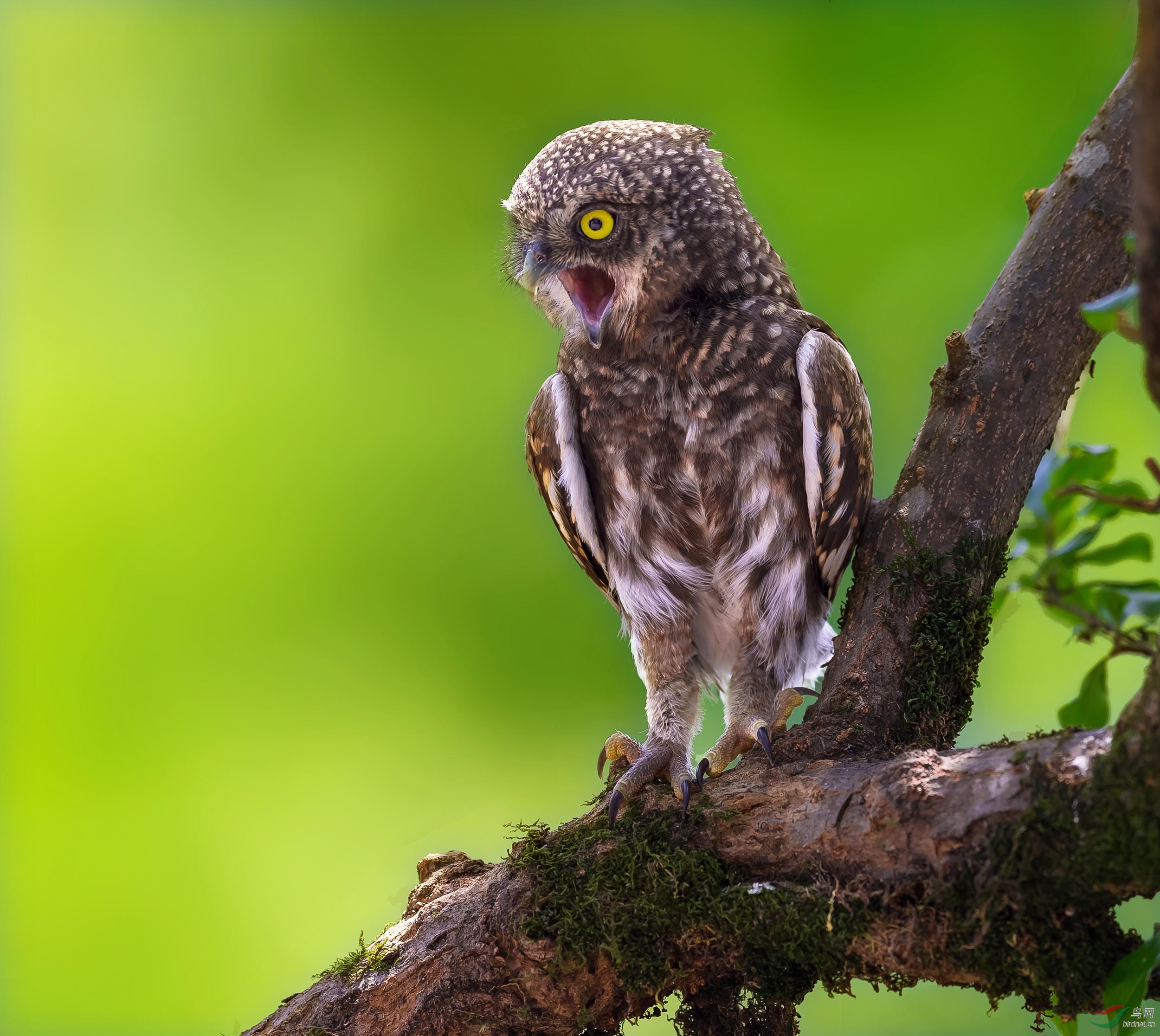 斑头鸺鹠斑头鸺鹠恭贺首页精华