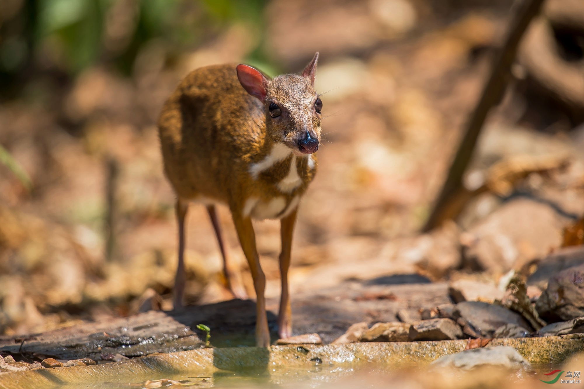 鼠鹿贺获首页每日精华