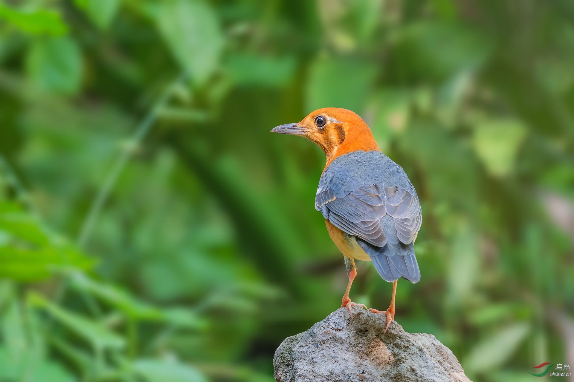 橙头地鸫