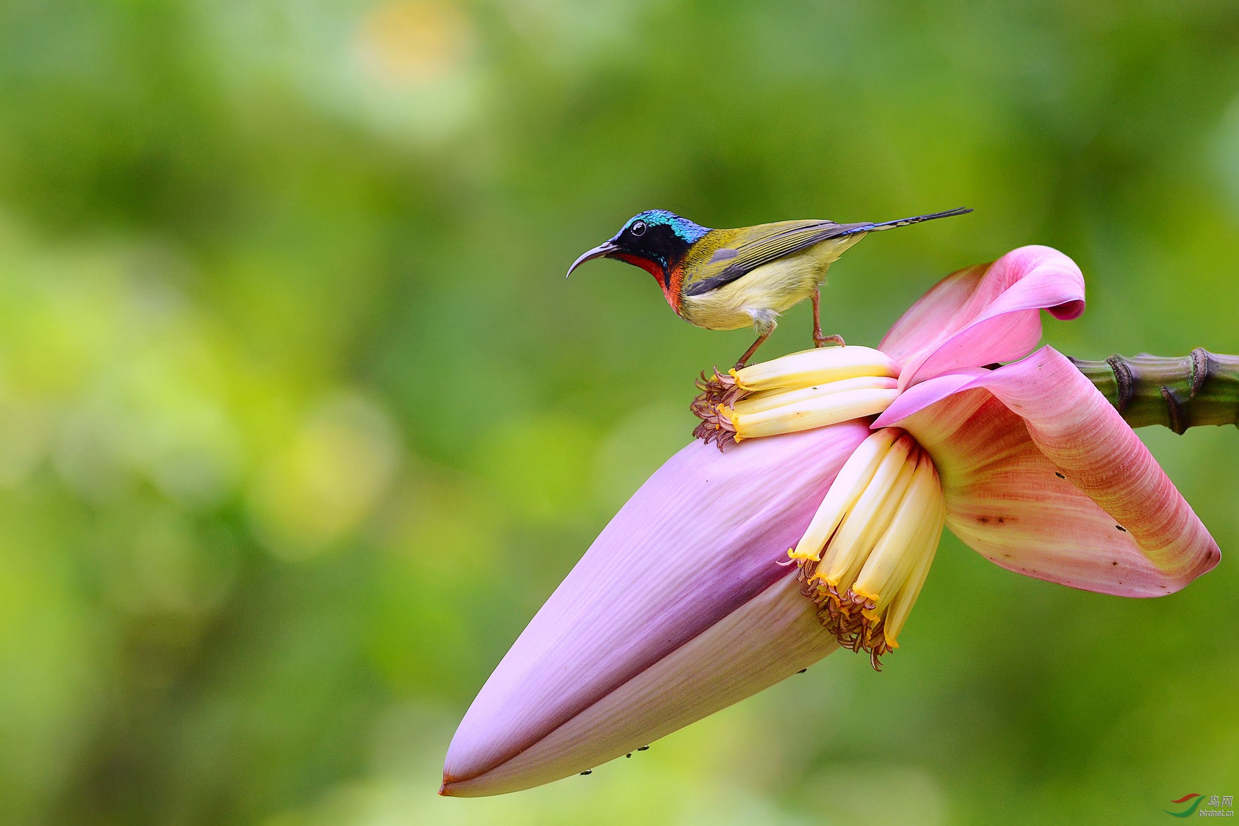 蕉蕾&叉尾太阳鸟