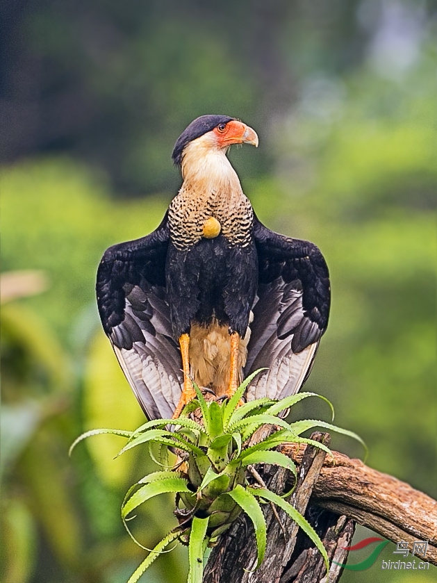 猛禽巨隼王者风范巨隼荣获首页精华